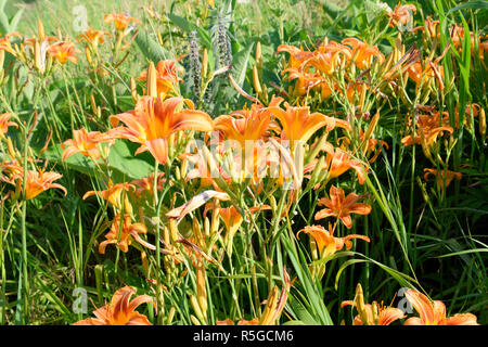 Fleurs de Lys orange. Les lis entre les herbes. Banque D'Images