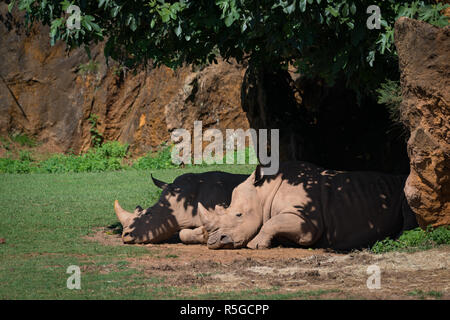 Rhinocéros blanc somnole à l'ombre des arbres sous Banque D'Images