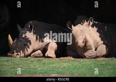 Deux rhinocéros blanc couché dans l'ombre de feuilles Banque D'Images