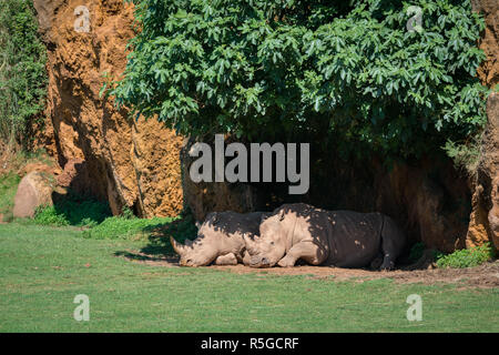 Rhinocéros blanc se trouvant sous le couvert de feuilles Banque D'Images