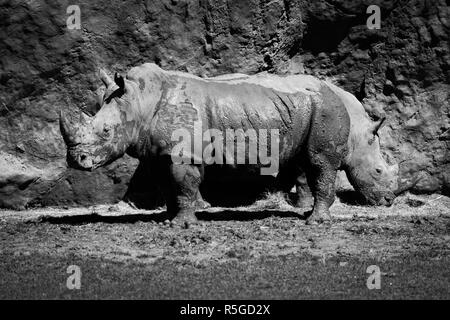 Mono close-up de deux rhinocéros blanc manger Banque D'Images