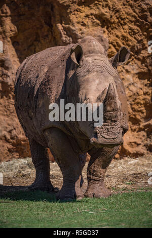Rhinocéros blanc debout sur l'herbe par Cliff Banque D'Images