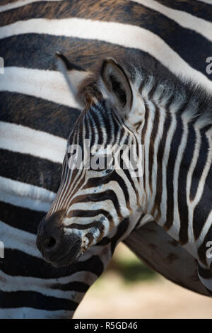 Close-up de zèbre zebra bébé par mère Banque D'Images