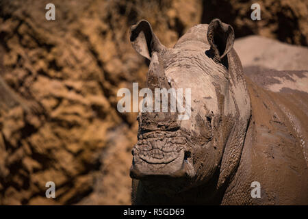 Close-up of rhinocéros blanc boueux par Cliff Banque D'Images