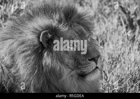 Mono close-up of male lion lying down Banque D'Images