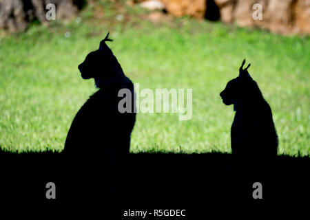 Silhouette de deux lynx assis de profil Banque D'Images