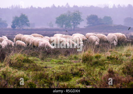 Troupeau de Veluwe Heath des moutons paissant sur la lande (Ermelosche Heide) dans la Veluwe, aux Pays-Bas, avec les hirondelles voler au-dessus d'eux. Un protocole d'inhumation Banque D'Images