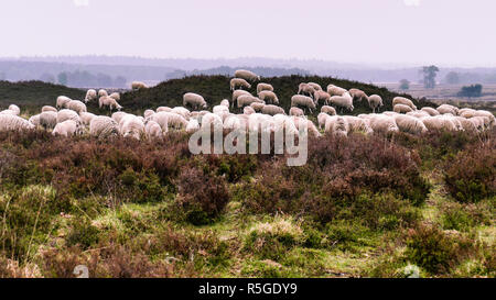 Troupeau de moutons Heath Veluwe sur une brouette ou tumulus dans le Ermeloosche Heide (Landes), Veluwe Gueldre, Pays-Bas. Banque D'Images