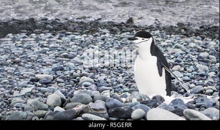 Une jugulaire penguin debout sur un minuscule morceau de neige sur une plage de galets sur l'île Livingston dans les îles Shetland du Sud, l'Antarctique. Banque D'Images