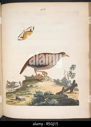 Le rail, et l'espèce. Nouvelles illustrations de zoologie, contenant cinquante planches enlumineÌes d'oiseaux curieux ... et quelques de quadrupeÌ€des, de reptiles et d'insectes, avec de courtes descriptions. systeÌmatiques (Nouvelles Illustrations de zoologie, etc.) Fr. & Eng. Londres : B. White, 1776. Source : 1255.k.9 XXXVIII plaque (38). Auteur : Brown, Peter. Banque D'Images