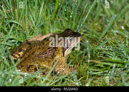 Grenouille Rousse, Rana temporaria, femme au moyen d'étang de reproduction dans la pluie et l'herbe mouillée, Février Banque D'Images