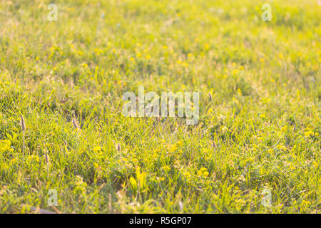 De l'herbe dans des tons chauds de jaune soleil. tonique libre Banque D'Images