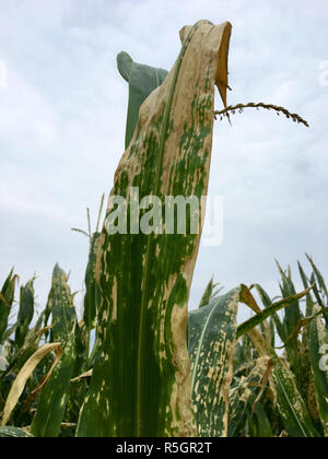 L'Helminthosporium turcicum ou taches foliaires sur le maïs (maladie foliaire du maïs) Banque D'Images