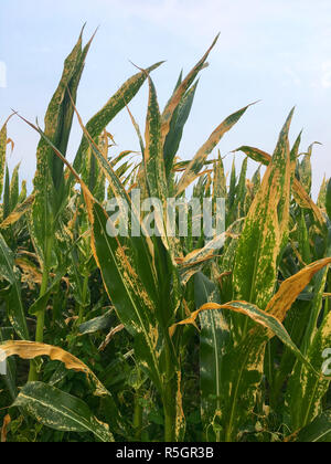 L'Helminthosporium turcicum ou taches foliaires sur le maïs (maladie foliaire du maïs) Banque D'Images