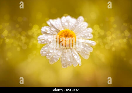 Marguerite - gouttes d'eau - bokeh - jaune Banque D'Images