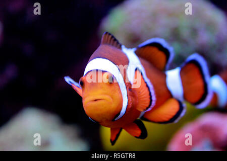 Des poissons clown - les poissons de mer les plus populaires dans le monde Banque D'Images