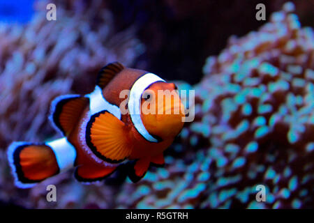 Des poissons clown - les poissons de mer les plus populaires dans le monde Banque D'Images