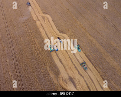 La récolte du blé l'ensileuse. Les machines agricoles du grain de la récolte sur le terrain. Banque D'Images