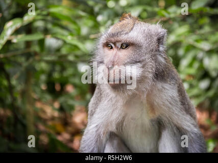 Adorable macaque à longue queue sur l'île de Bali en Indonésie Banque D'Images