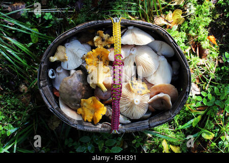 De délicieux champignons sauvages fraîchement cueillis dans la forêt locale : les champignons dans un panier en osier pour saler. Banque D'Images