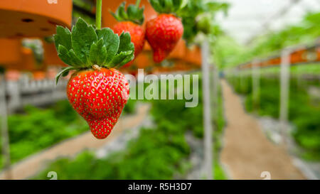 Fraises Juteuses suspendu dans l'air. Fruits savoureux cultivé en serre. Banque D'Images