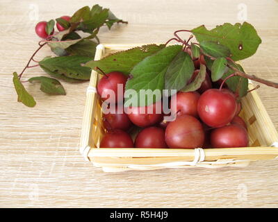 Sang brun,Prunus cerasifera,dans le panier Banque D'Images