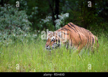 Amur Tiger traque dans l'herbe Banque D'Images