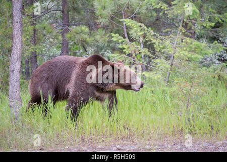 Grizzli marchant à travers les herbes hautes Banque D'Images