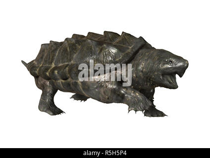 Le Rendu 3D tortue alligator on White Banque D'Images