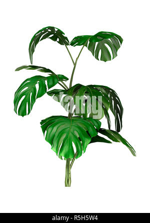 Le Rendu 3D sur la plante Monstera White Banque D'Images