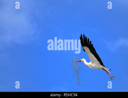 Cigogne en vol avec le matériel du nid en face de ciel bleu Banque D'Images