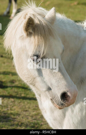 Welsh mountain pony une ancienne race indigène de galles une fois utilisé comme pit ponies et comme animaux de trait Banque D'Images