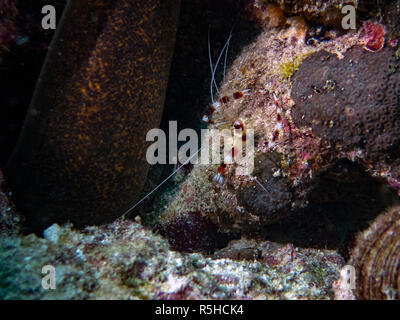 Un corail bagués (Stenopus hispidus) de crevettes dans l'Océan Indien Banque D'Images
