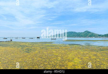 La prolifération des algues dans un océan tropical, la Thaïlande Banque D'Images