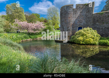 Au début de mai, la fleur de cerisier est en pleine floraison à Bishop's Palace à Wells, Somerset. Les beaux bâtiments médiévaux, des pelouses et jardin Banque D'Images