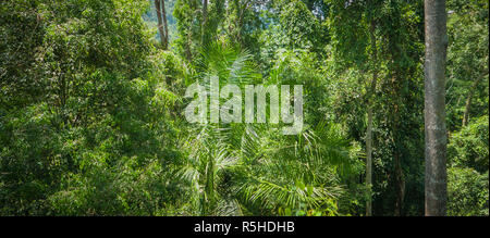 Modèle panoramique de plantes jungle vu de dessus Banque D'Images