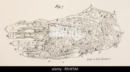 Dessin anatomique. Pied. Les nerfs. Le système circulatoire. Planches anatomiques du corps humain executeÌes d'apreÌ€s les dimensions naturelles. Paris France 1826. Imprimer anatomiques du corps humain avec les dimensions naturelles. Pied. Les nerfs. Le système circulatoire. ANTOMMARCHI, C. Francesco. Planches anatomiques du corps humain executeÌes d'apreÌ€s les dimensions naturelles, accompagneÌes dâ€™un texte explicatif ... PublieÌes par le cte de Lasteyrie. (Explication des planches anatomiques, etc.). Source : 1899.h.24 Tab.26 fig. 7 B +W). Langue : Français. Banque D'Images