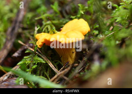 Des champignons vénéneux chanterelle agarics croître Banque D'Images