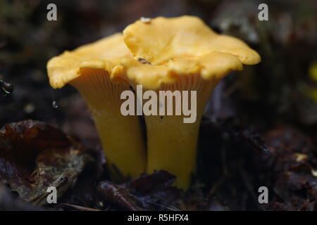 Des champignons vénéneux chanterelle agarics croître Banque D'Images