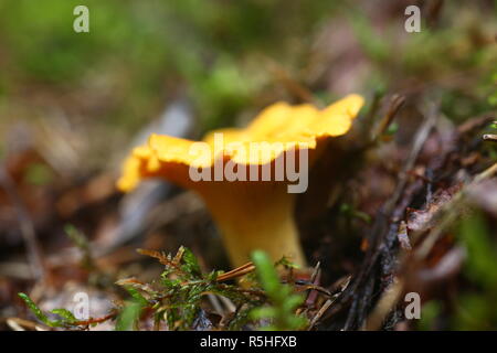 Des champignons vénéneux chanterelle agarics croître Banque D'Images