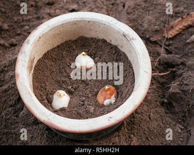 Bulbes de tulipes plantées dans un pot en terre cuite vernissée. Banque D'Images