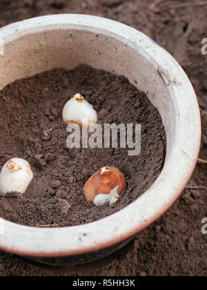 Bulbes de tulipes plantées dans un pot en terre cuite vernissée. Banque D'Images