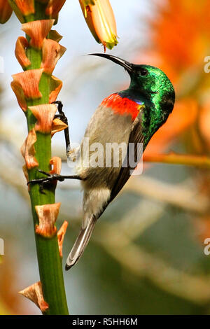 Le plumage métallique brillant du sud de l'homme double-collard sunbird affichés dans cette image. Banque D'Images