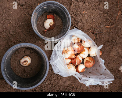 Bulbes de tulipes plantées dans des pots en plastique pour les protéger contre les rongeurs. Banque D'Images