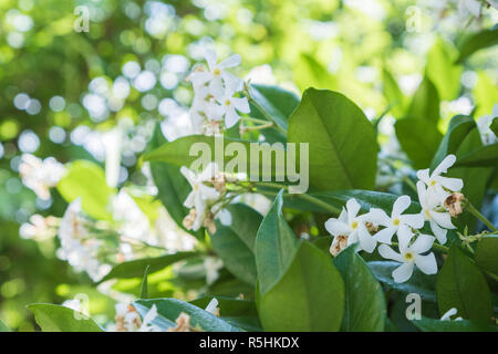 Fleurs des cerisiers en fleurs un jour de printemps Banque D'Images