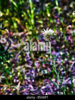 Insecte sur fleur blanche Banque D'Images