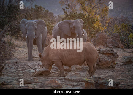 Les éléphants et rhinocéros blanc au crépuscule Banque D'Images