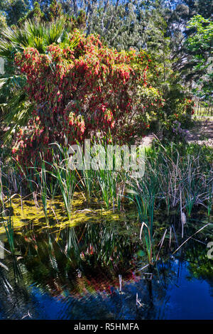 Bottlebrush vue depuis le pont dans Studmaster park Banque D'Images