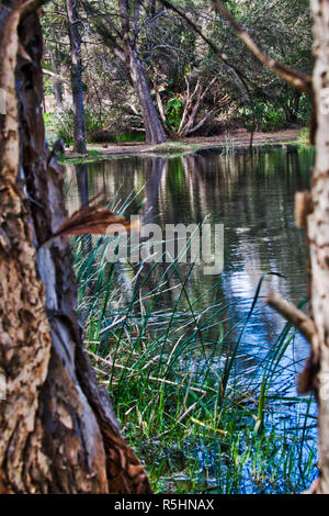 Dans Studmaster Lake Park Banque D'Images