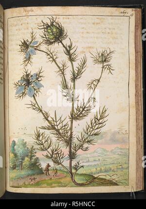 .' 'Nigella Nigella damascena. Communément connu sous le nom de love-in-a-brouillard ; dame déchiquetés ou Devil in the bush. Dessins en couleur de plantes, copié à partir de la nature dans les États romains, par Gerardo Cibo. Tome I. Pietro Andrea Mattioli, médecin, de Sienne : extraits de son édition de Dioscorides' 'de re medica' :. L'Italie, c. 1564-1584. Source : ajouter. 22332 f.161. Langue : Italien. Auteur : Cibo, Gheraldo. Banque D'Images